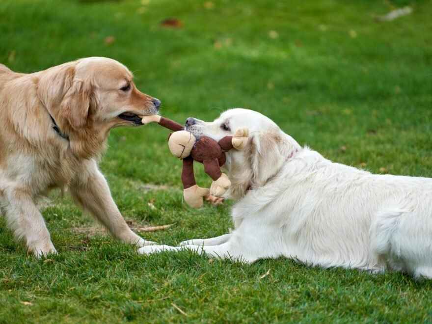 pexels barnabas davoti 31615494 14084428