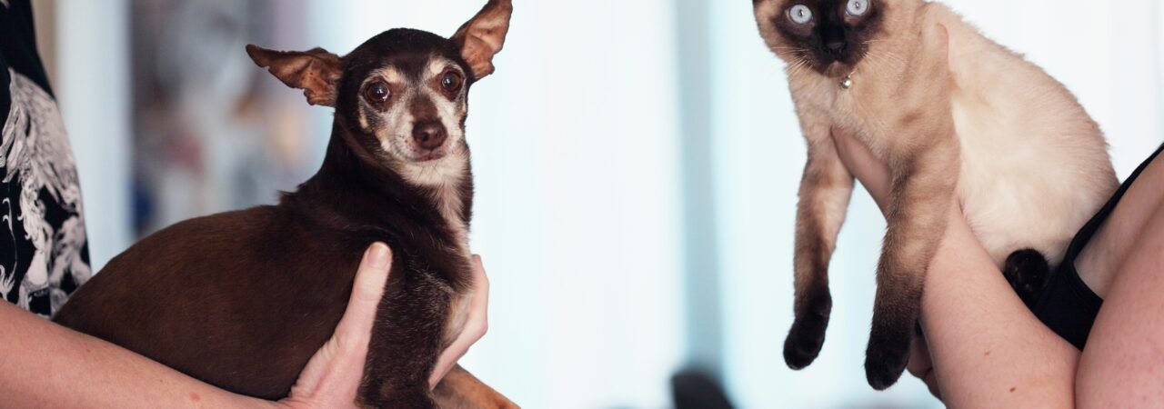 pexels mccutcheon 1909802