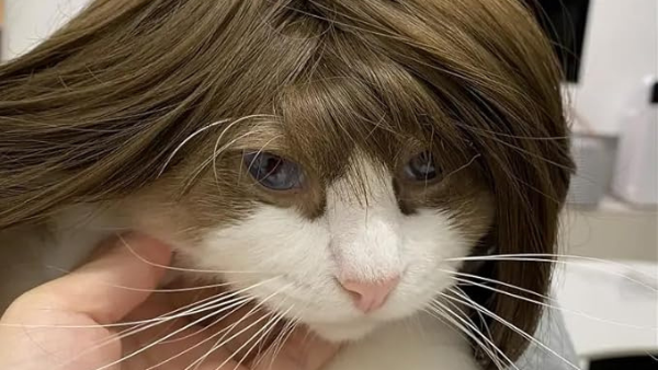 Padrao para postagem no site 8